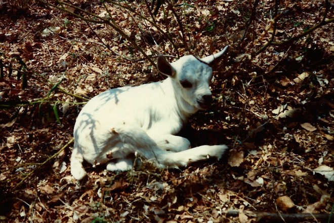 white baby goat