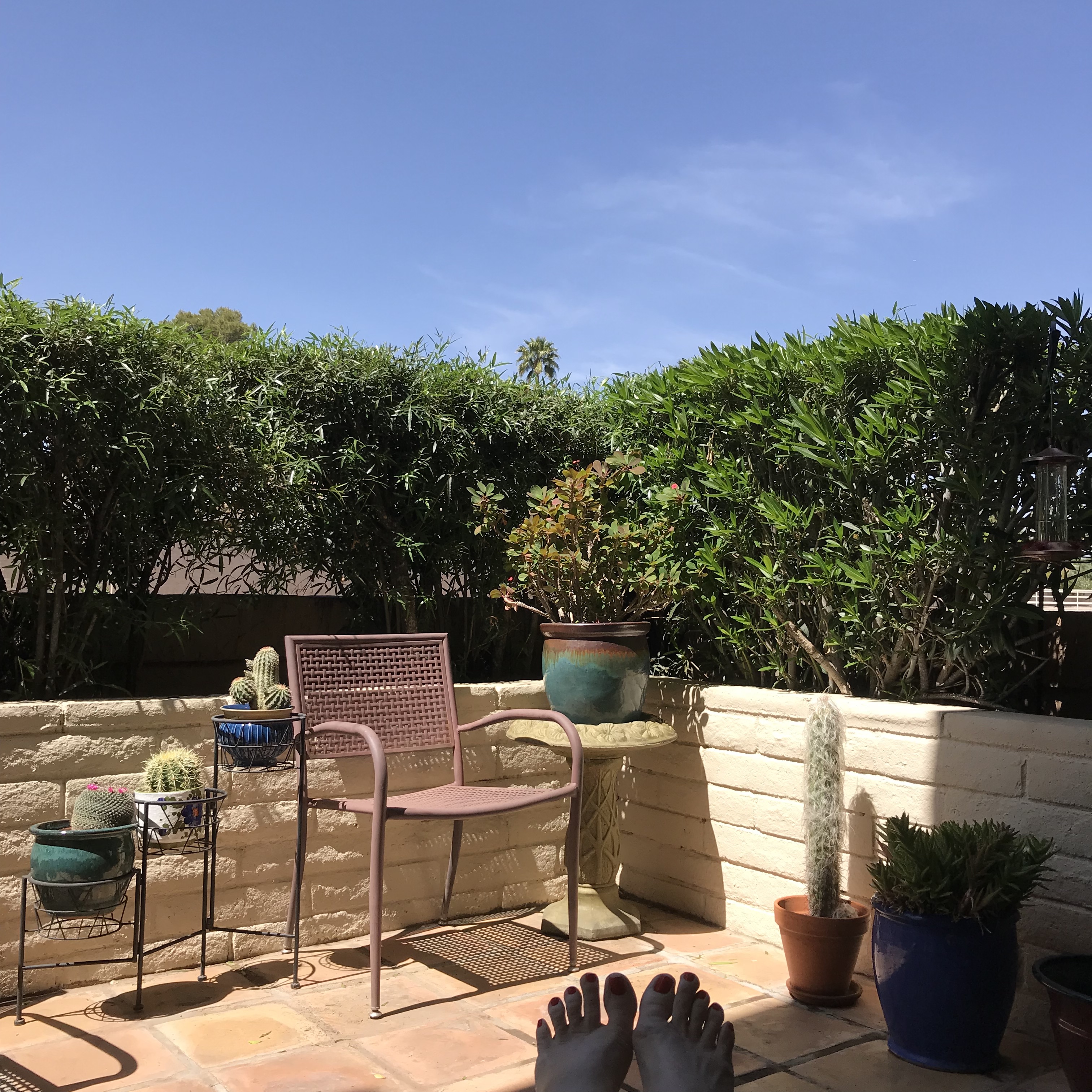 Patio with plants and furniture surrounded by hedge